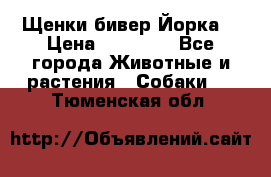 Щенки бивер Йорка  › Цена ­ 30 000 - Все города Животные и растения » Собаки   . Тюменская обл.